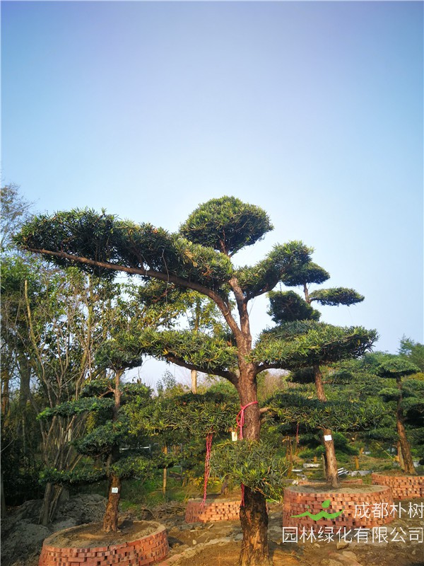 罗汉松园林绿化的用途是什么？